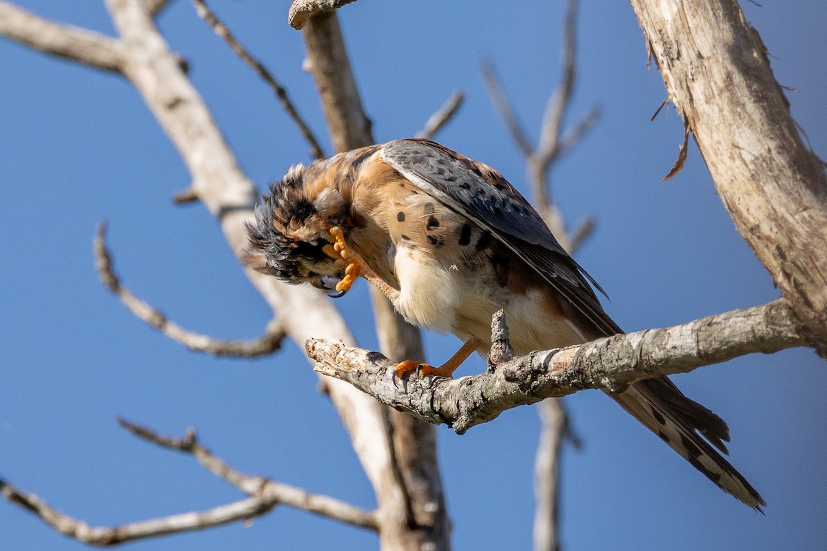 American Kestrel - ML644772573