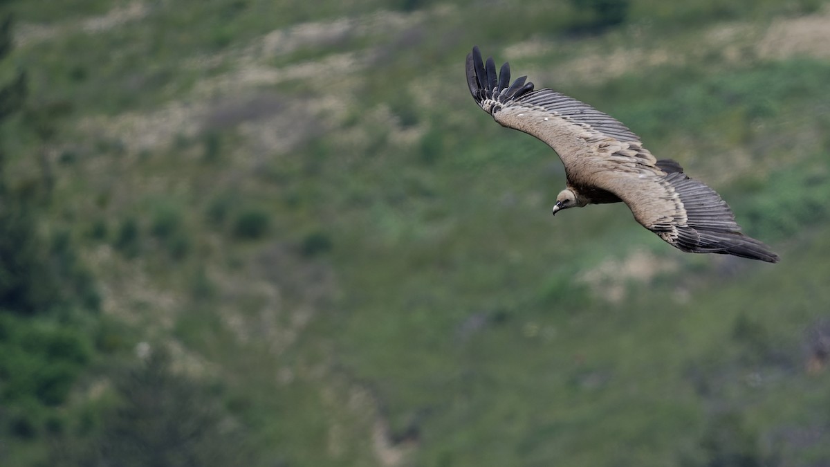 Eurasian Griffon - ML644772574