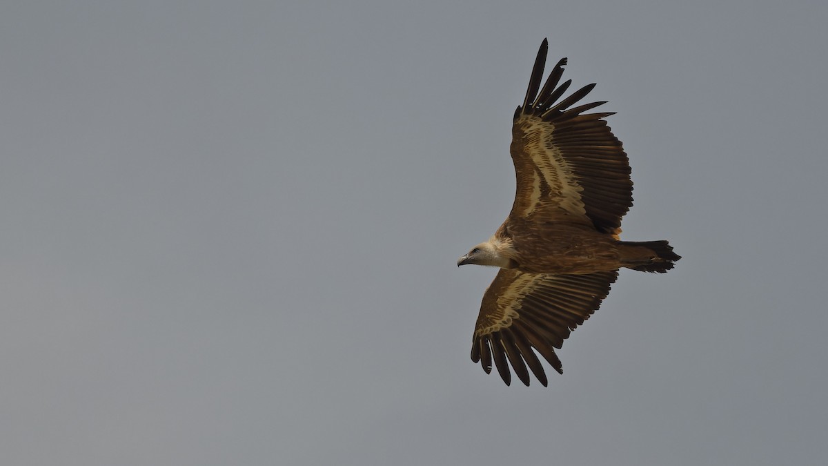 Eurasian Griffon - ML644772575