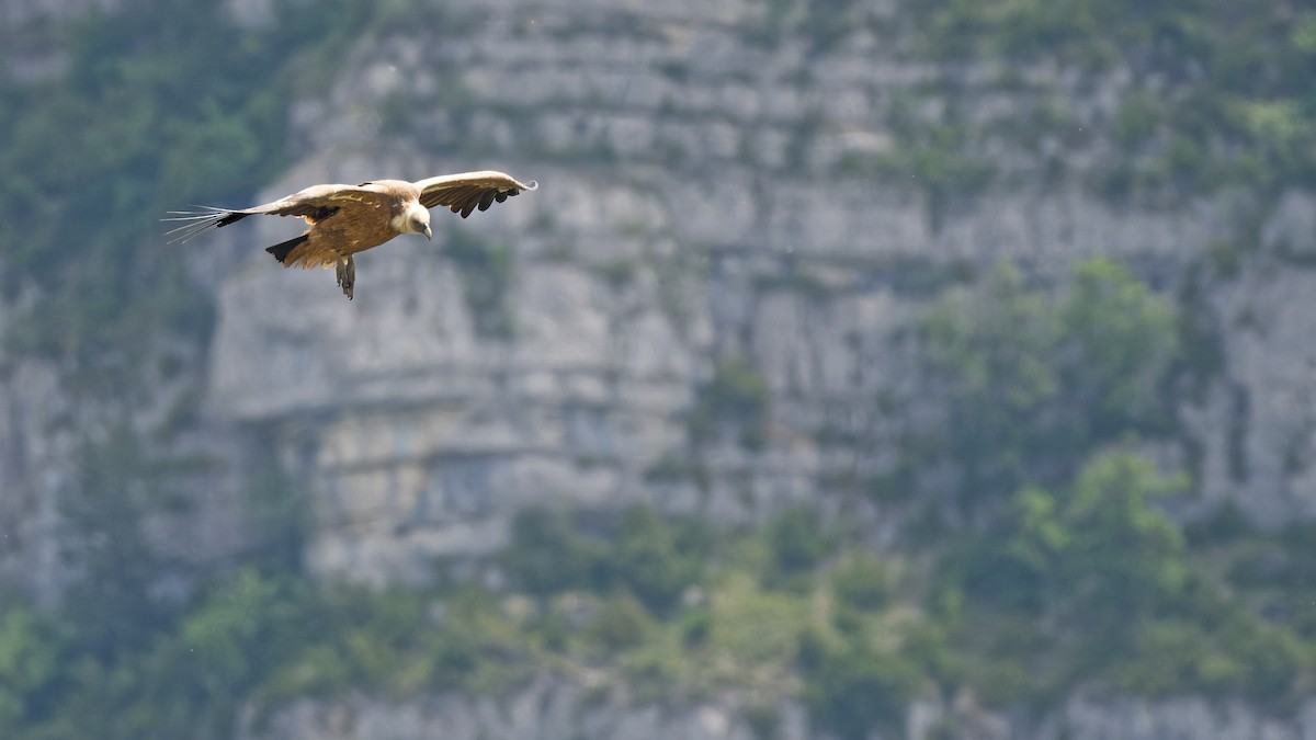 Eurasian Griffon - ML644772576