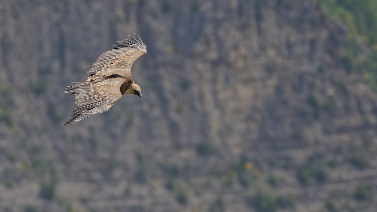 Eurasian Griffon - ML644772577