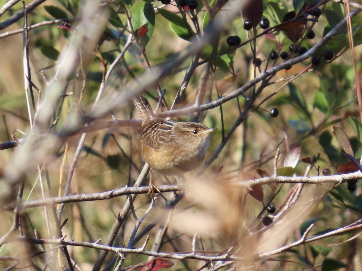 Sedge Wren - ML644772580