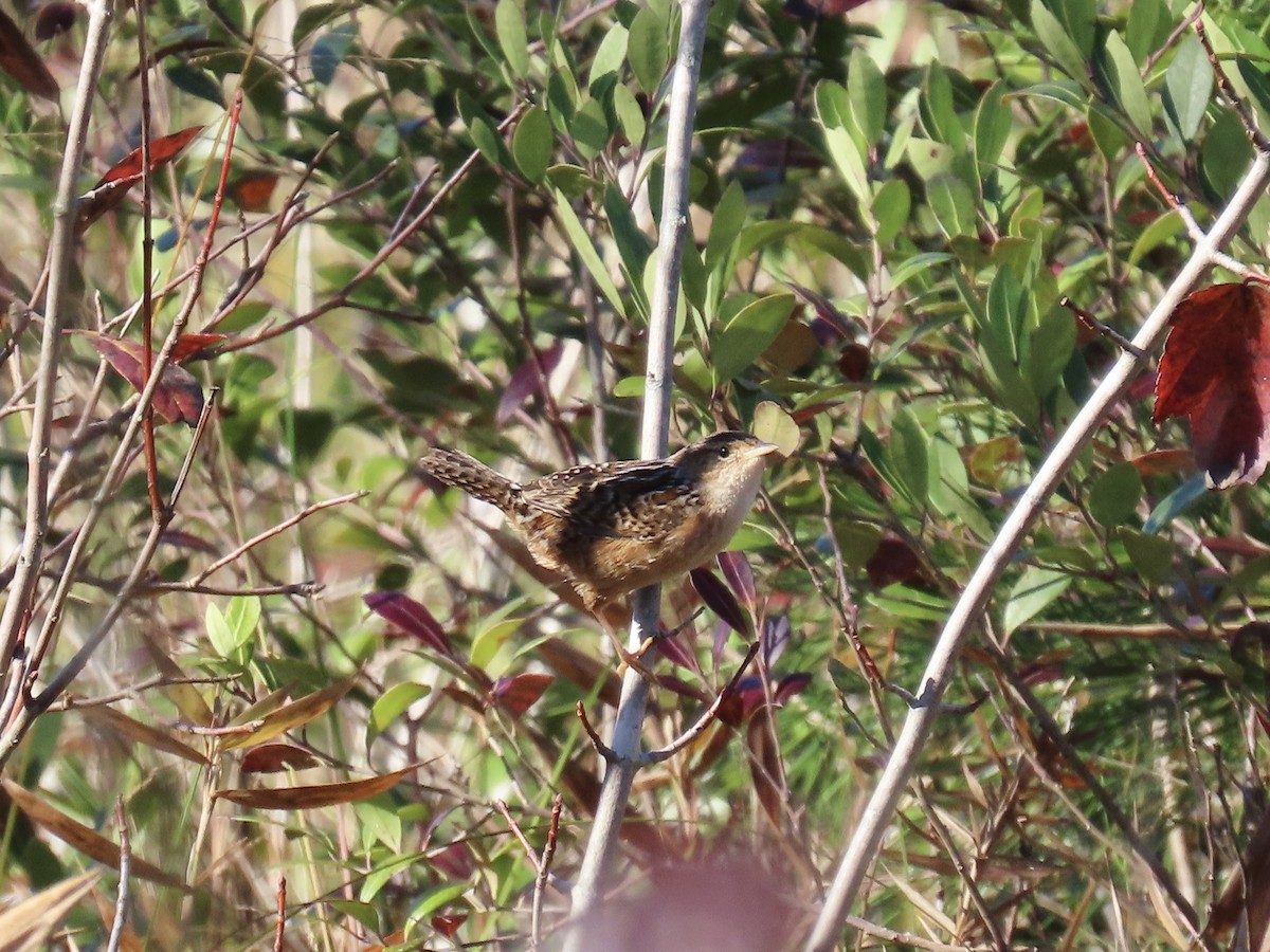 Sedge Wren - ML644772581