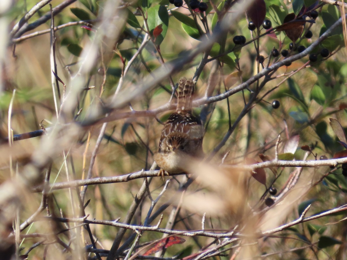 Sedge Wren - ML644772582