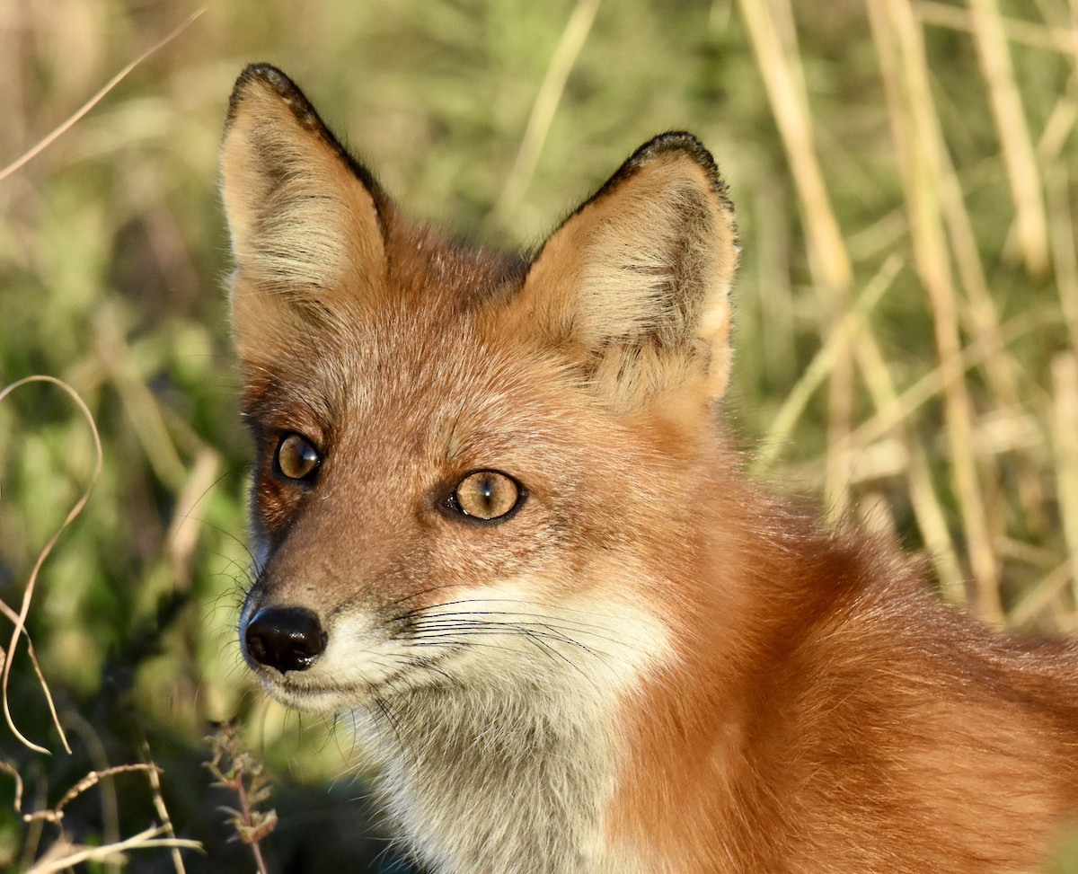 Animals - ML644772583