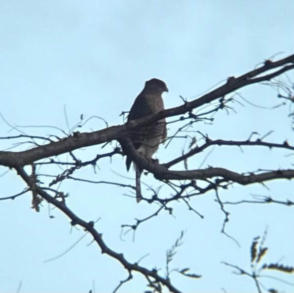 Cooper's Hawk - ML644772584