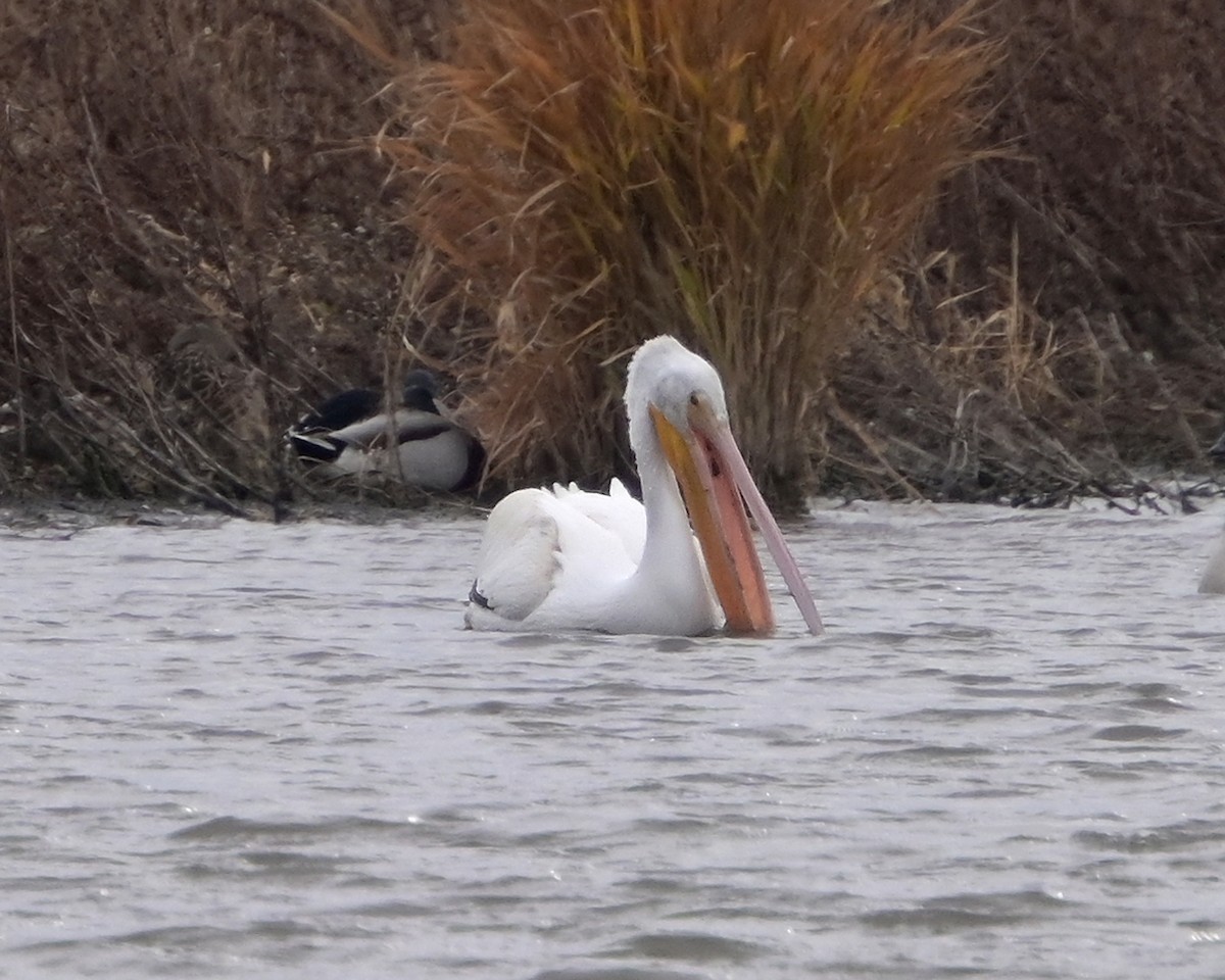 American White Pelican - ML644772585