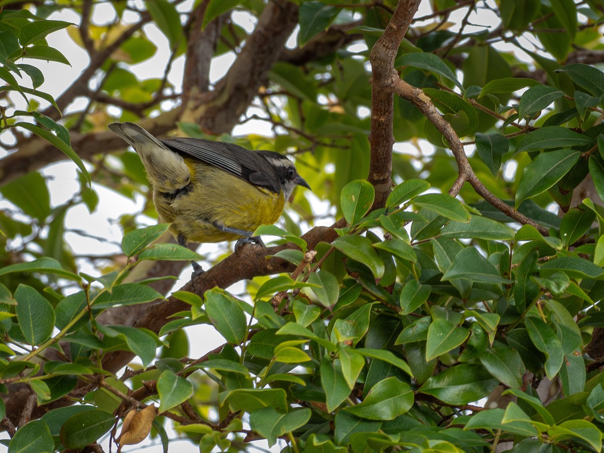 Bananaquit - ML644772588
