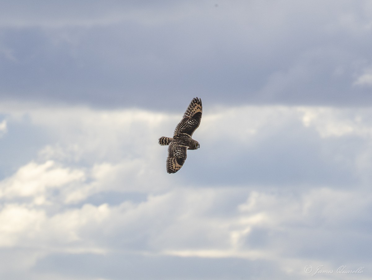 Хулгар гуйванга - ML644772598