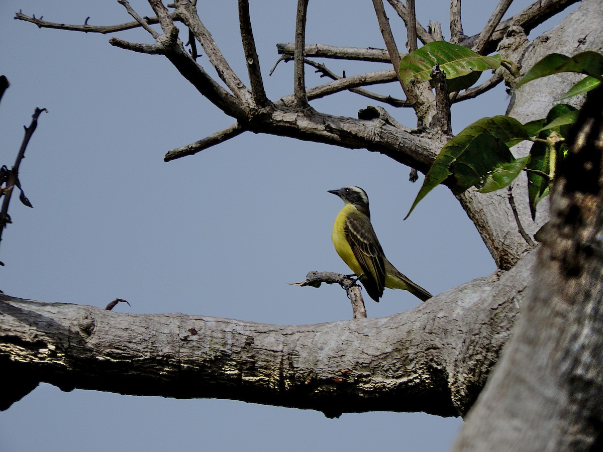 Tyran sociable - ML644772599