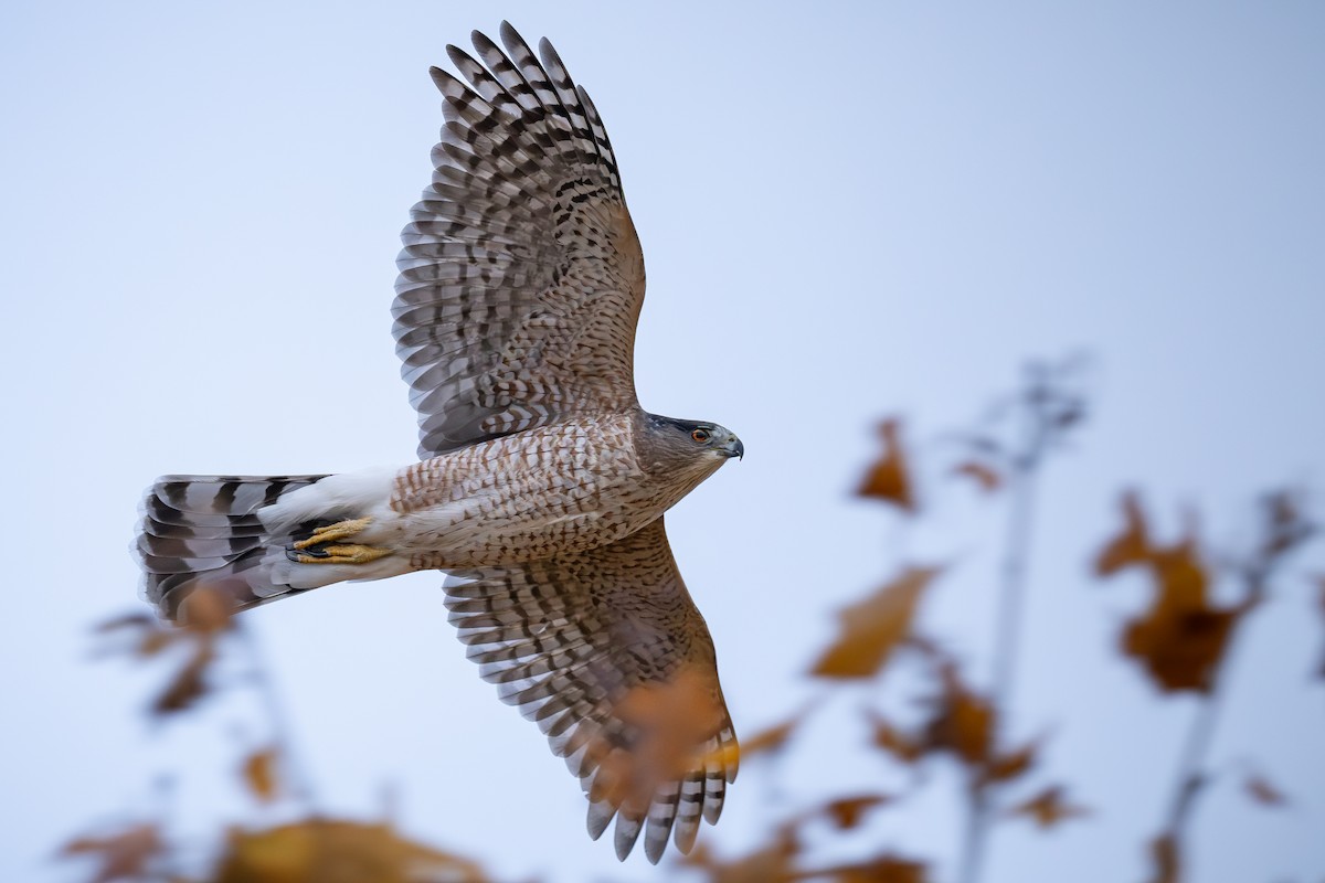 Cooper's Hawk - ML644772604