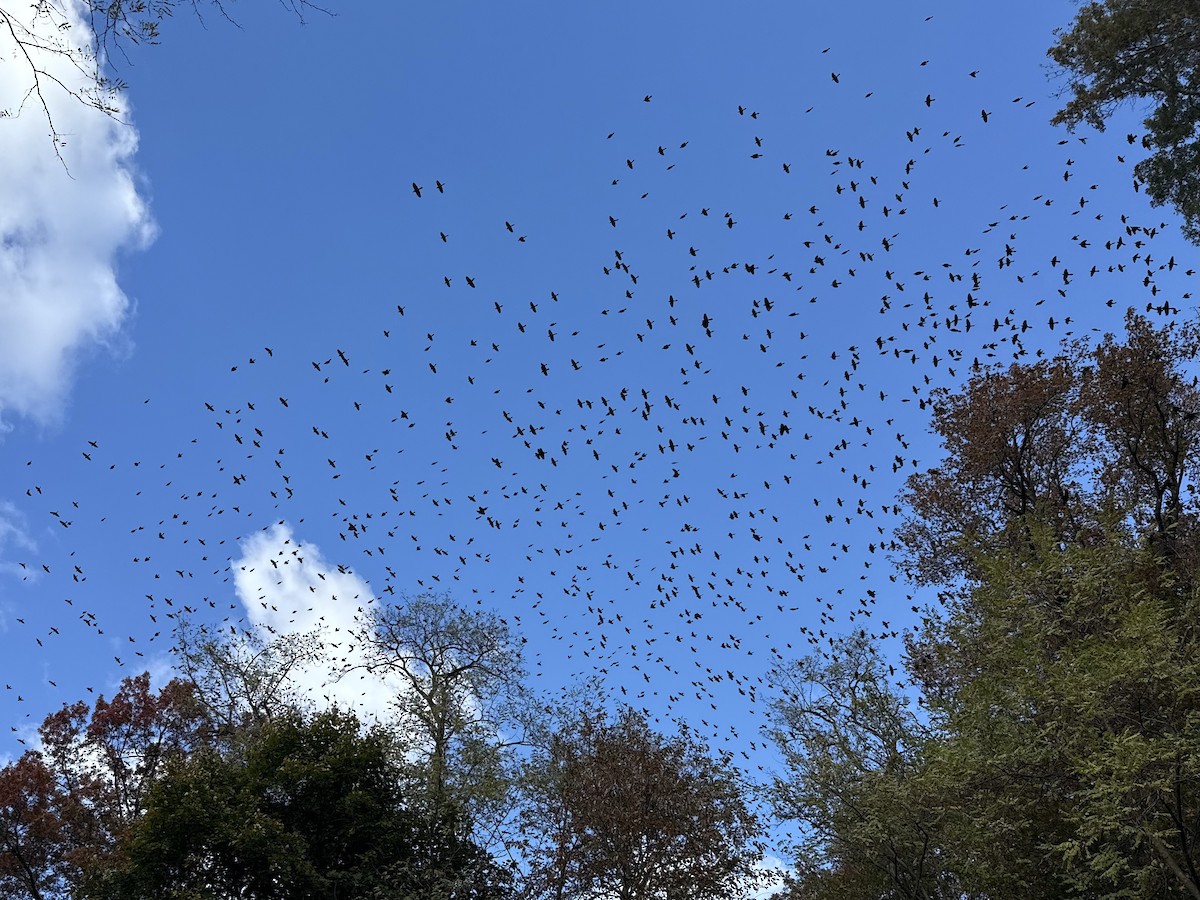 Common Grackle - ML644772606