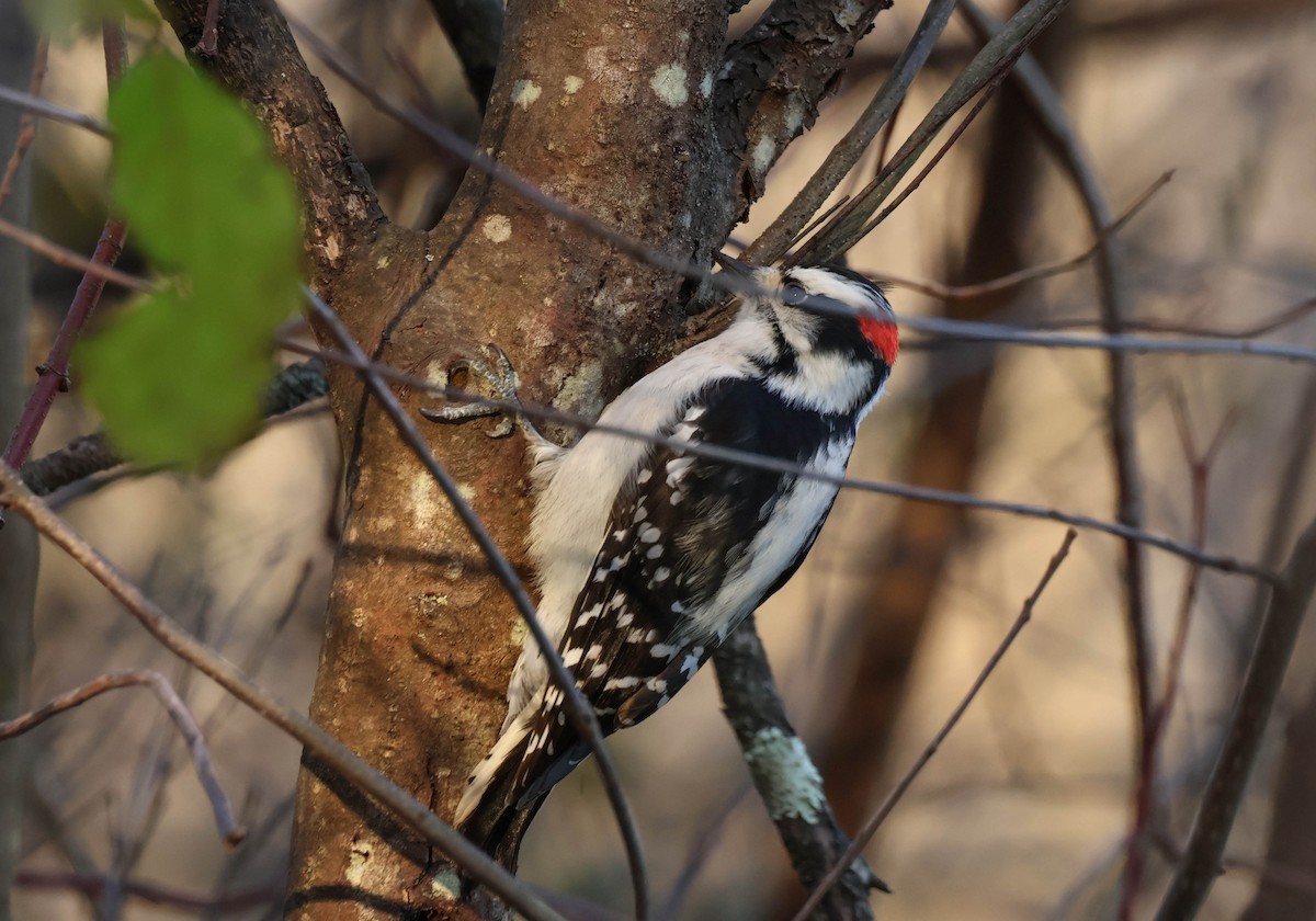 Downy Woodpecker - ML644772611