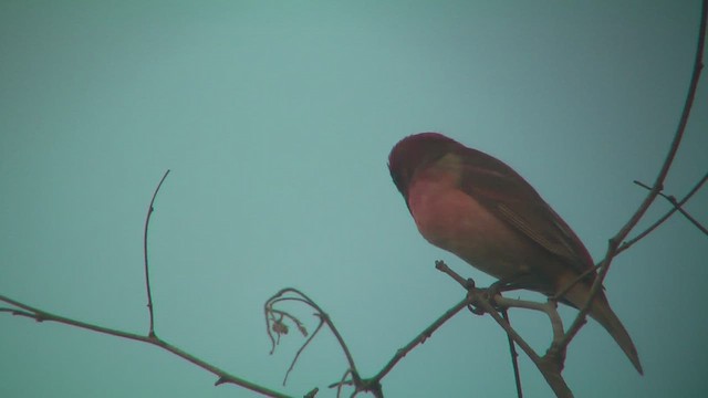 Common Rosefinch - ML644772619