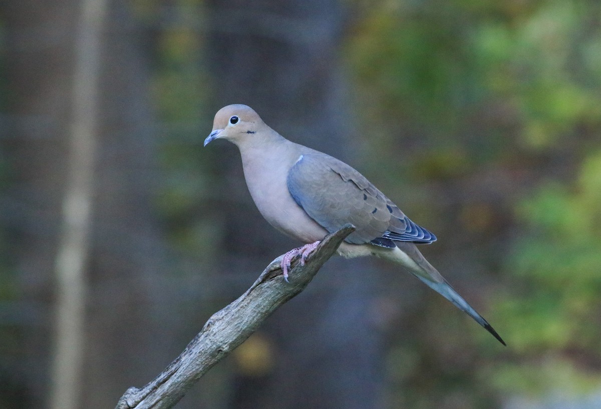 Zenaida Huilota - ML644772628