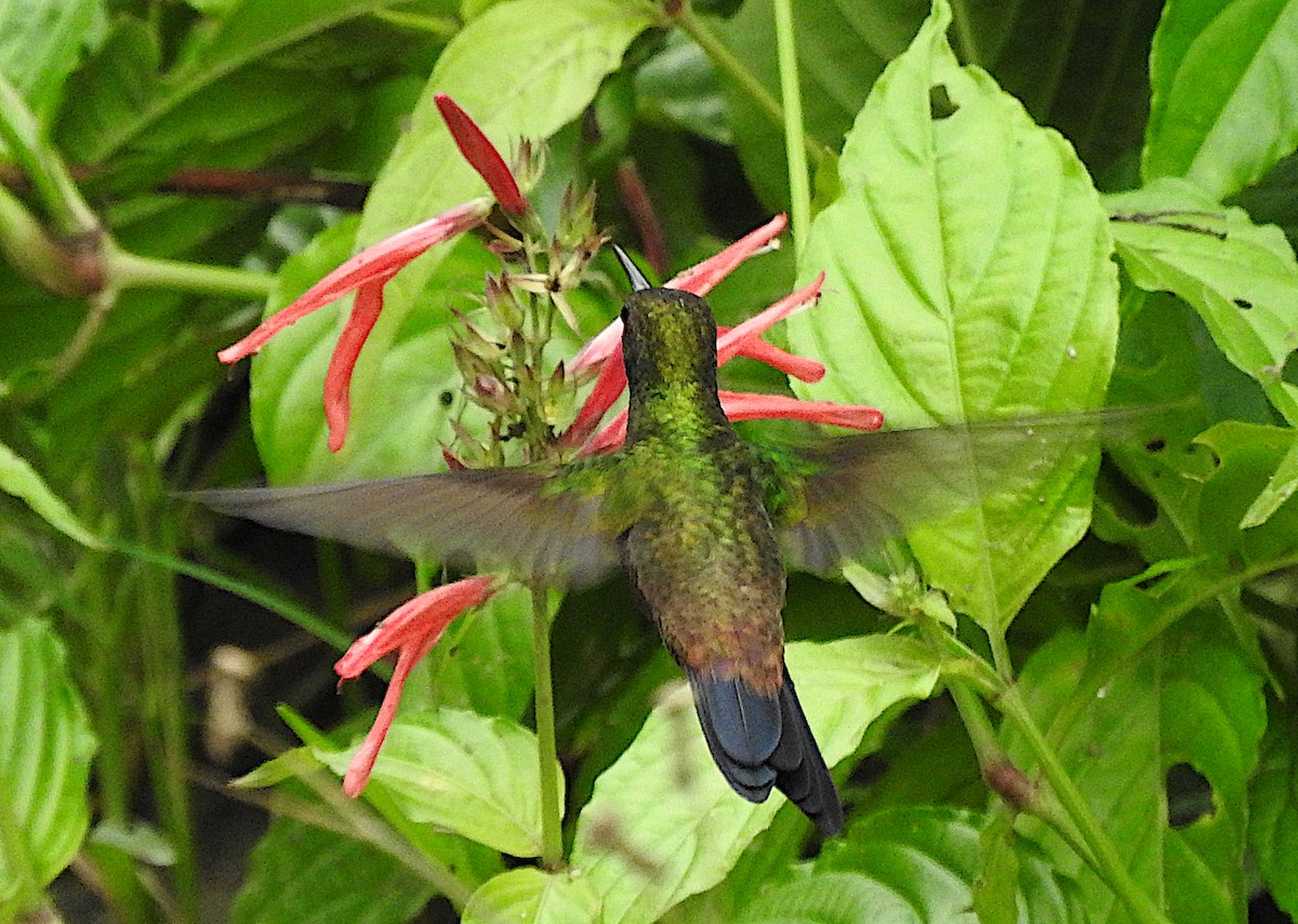 Copper-rumped Hummingbird - ML644772632