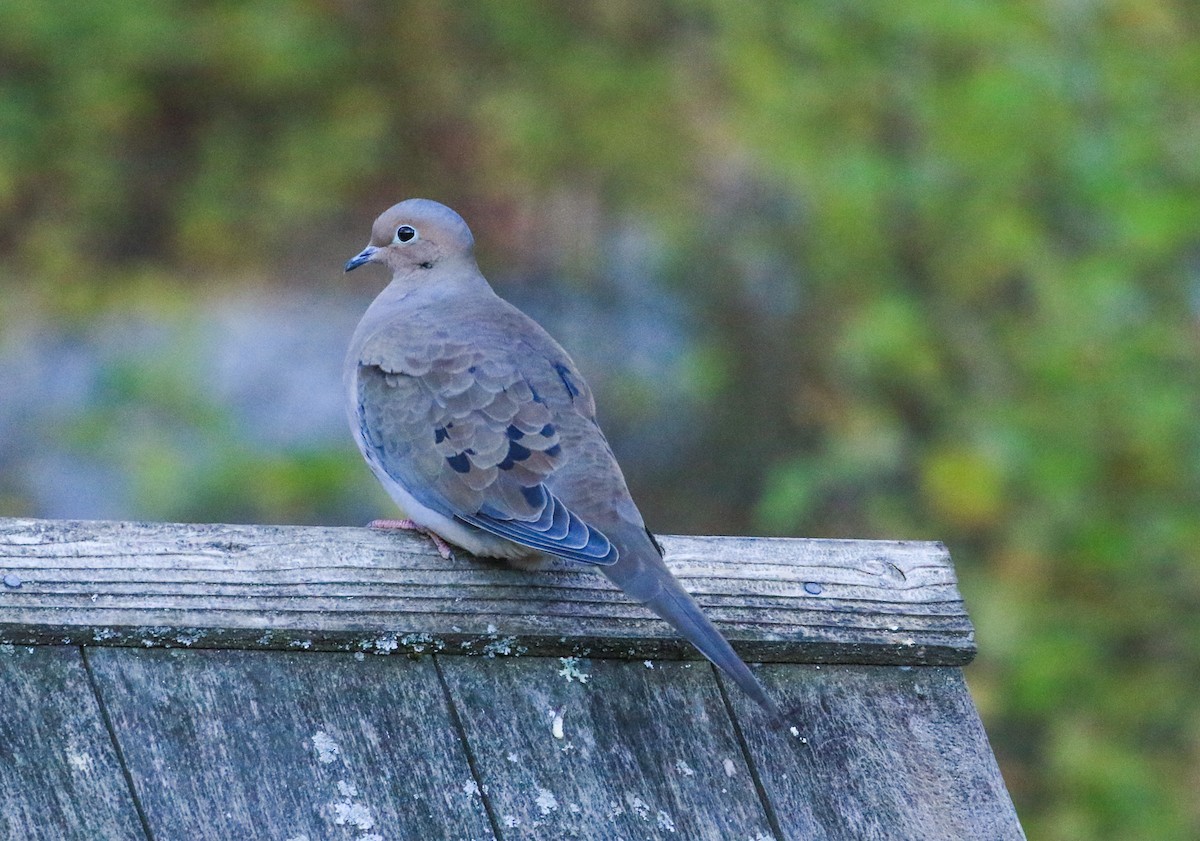 Zenaida Huilota - ML644772635