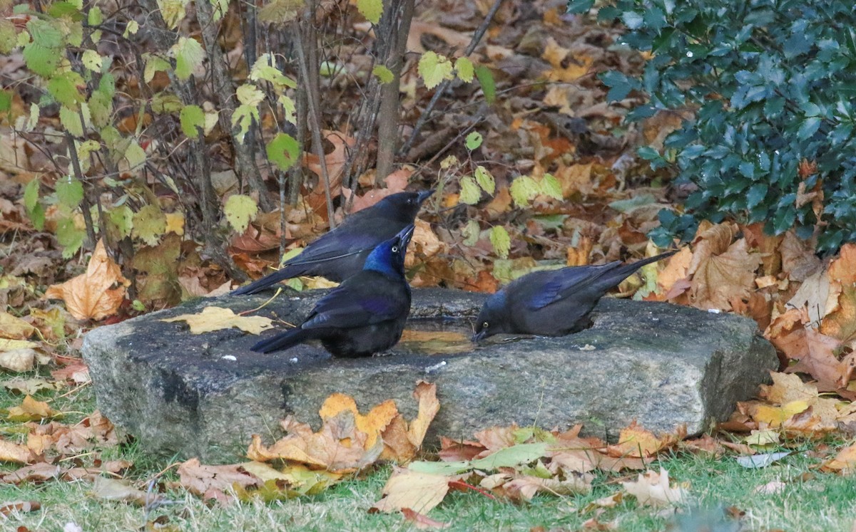 Пурпурный гракл - ML644772641