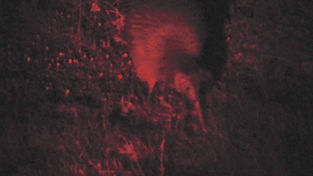 Southern Brown Kiwi (Stewart I.) - ML644772649