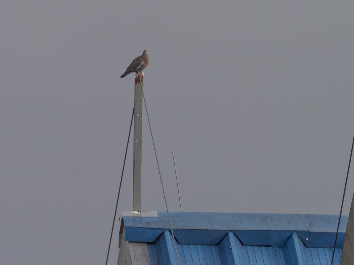 Paloma Picazuró - ML644772671