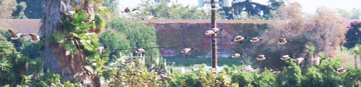 Canada Goose - ML644772674