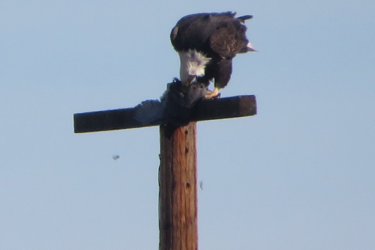 Itsas arrano buruzuria - ML644772675