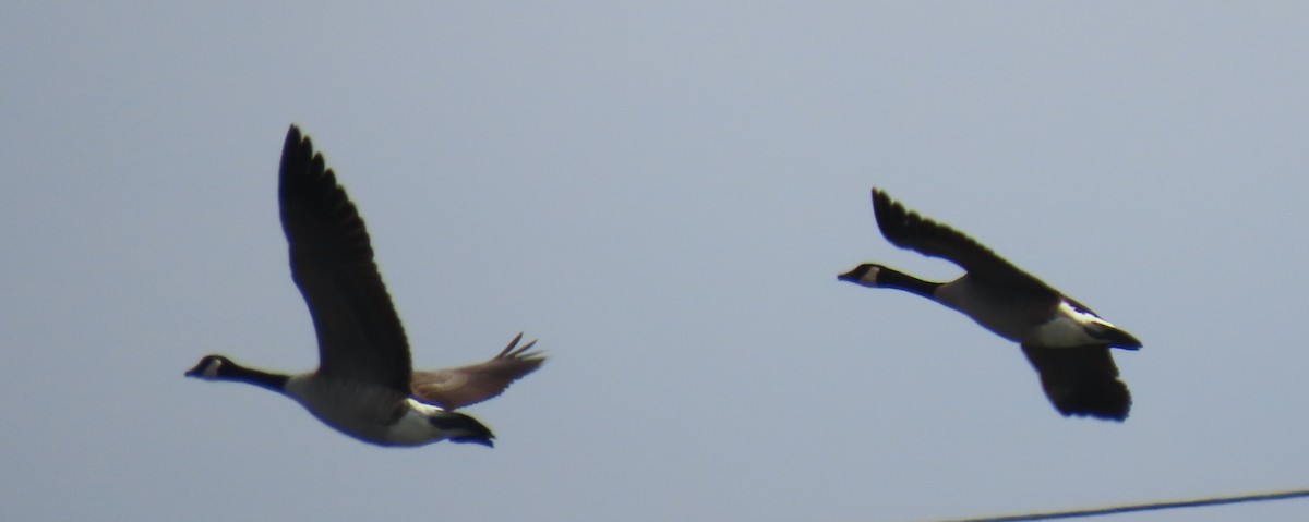 Canada Goose - ML644772680