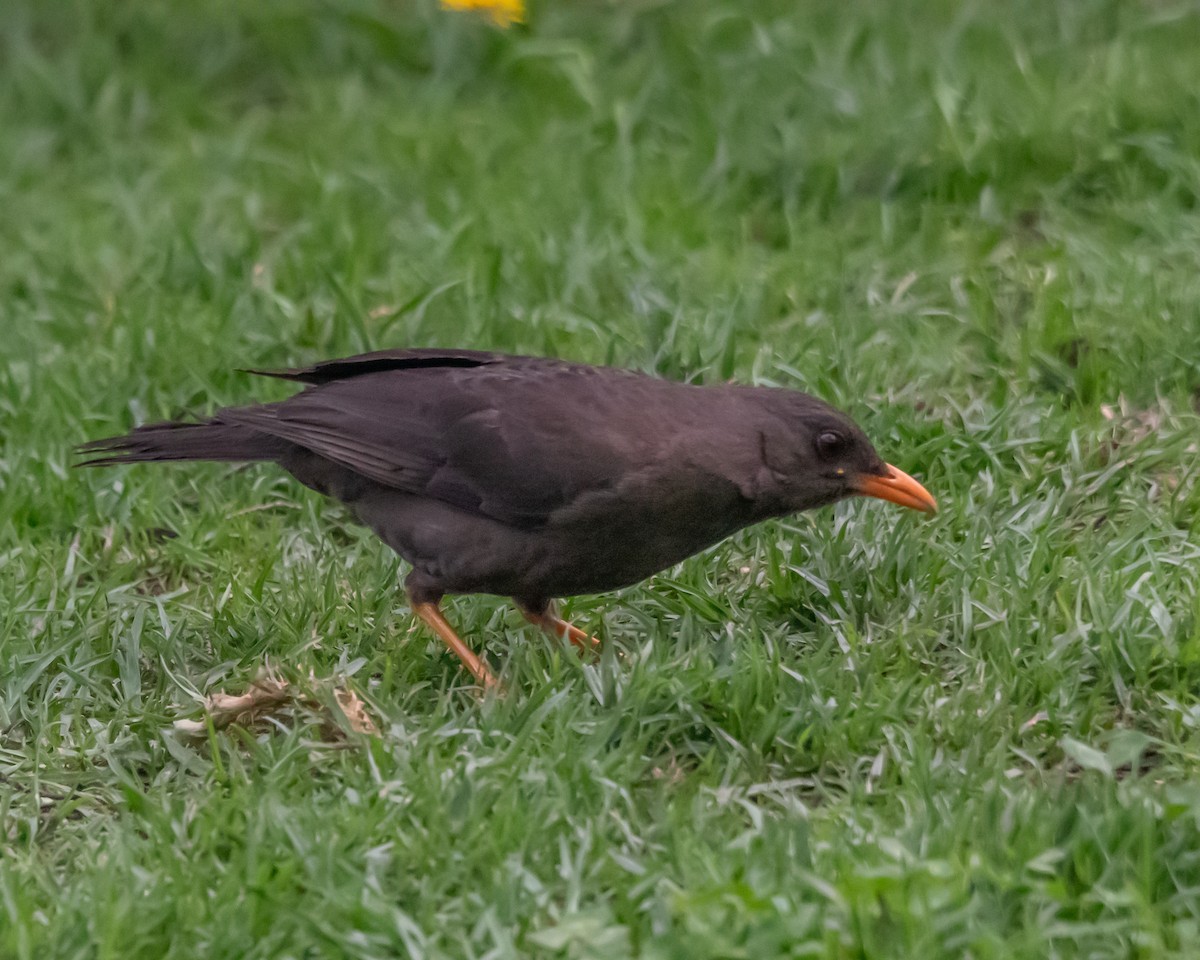 Great Thrush - ML644772681