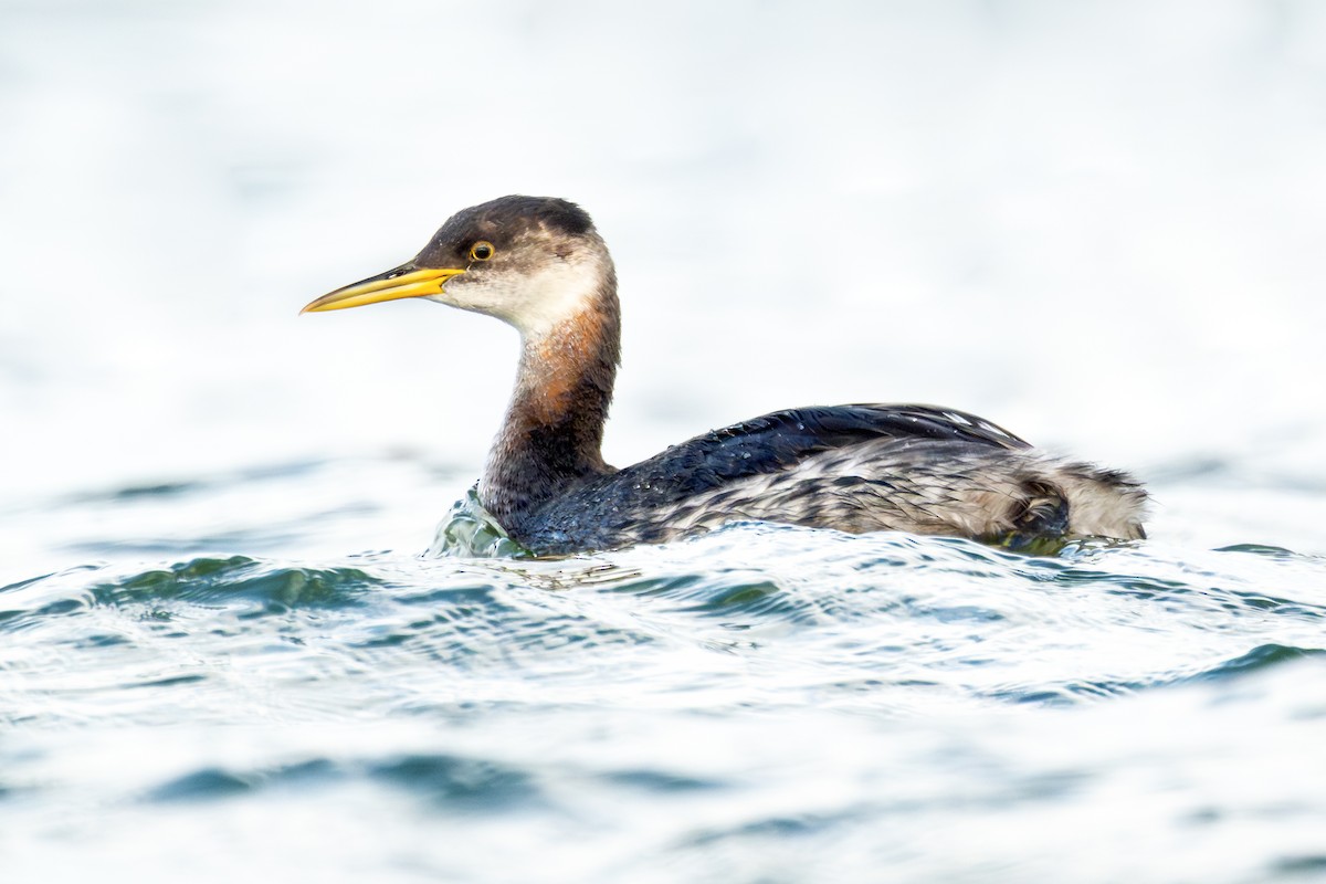 Пірникоза сірощока - ML644772686
