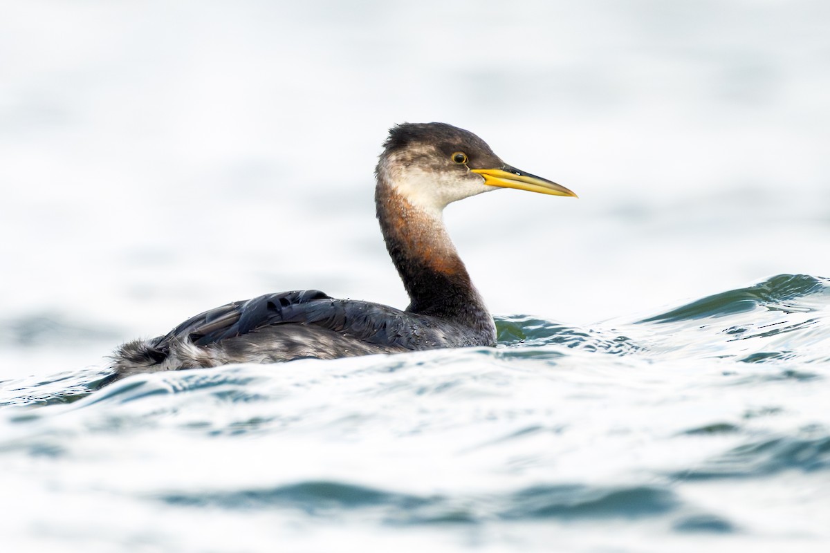 Пірникоза сірощока - ML644772687