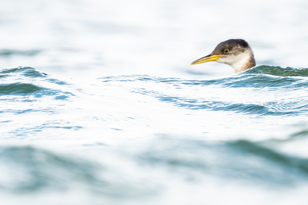 Пірникоза сірощока - ML644772688