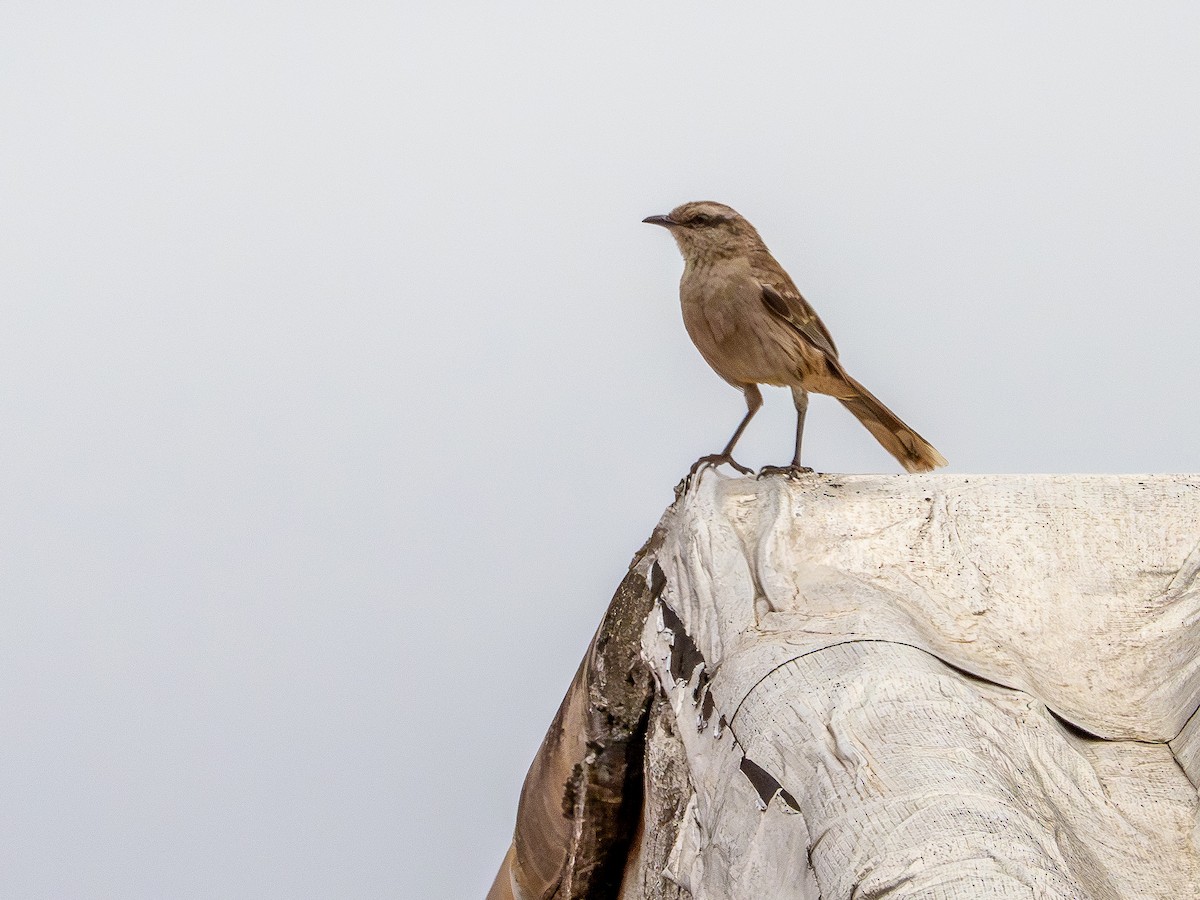 Kampo Taklitçisi - ML644772694