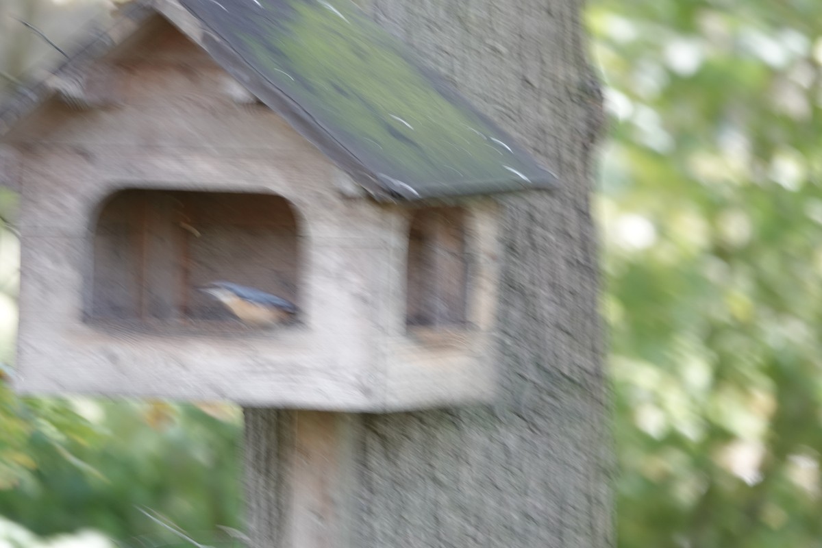 Повзик звичайний - ML644772699