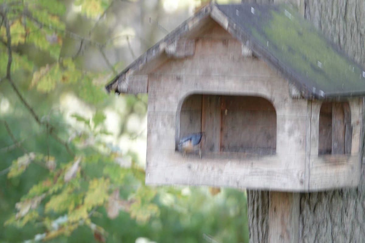 Повзик звичайний - ML644772700