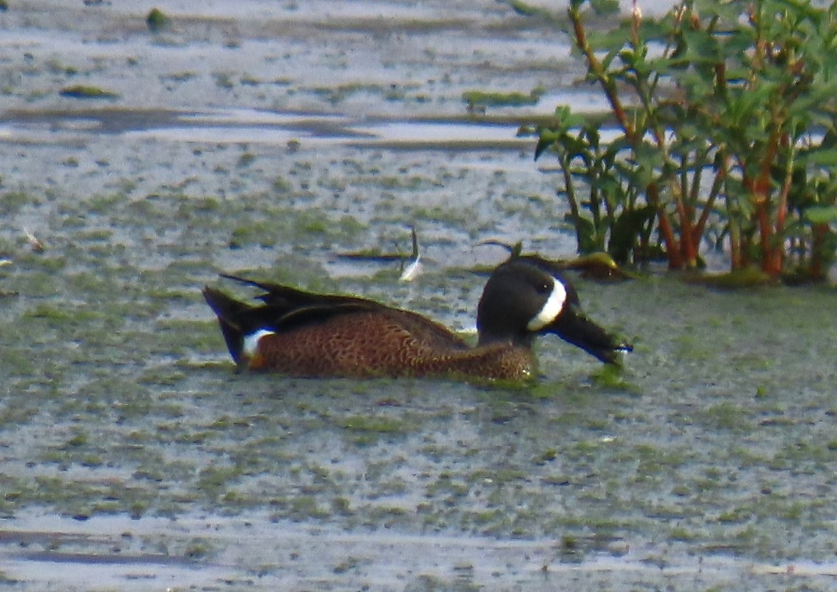 ミカヅキシマアジ - ML644772704