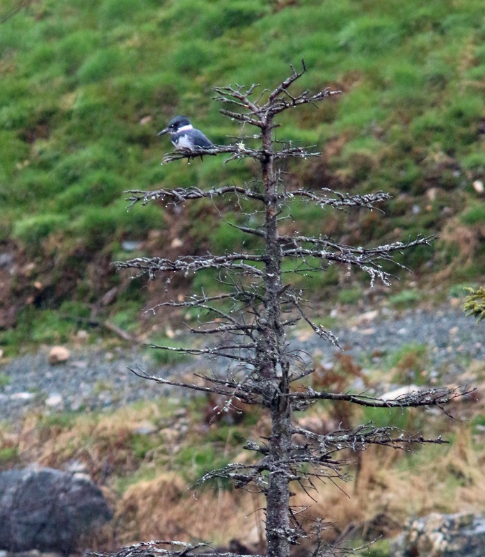 Belted Kingfisher - ML644772707