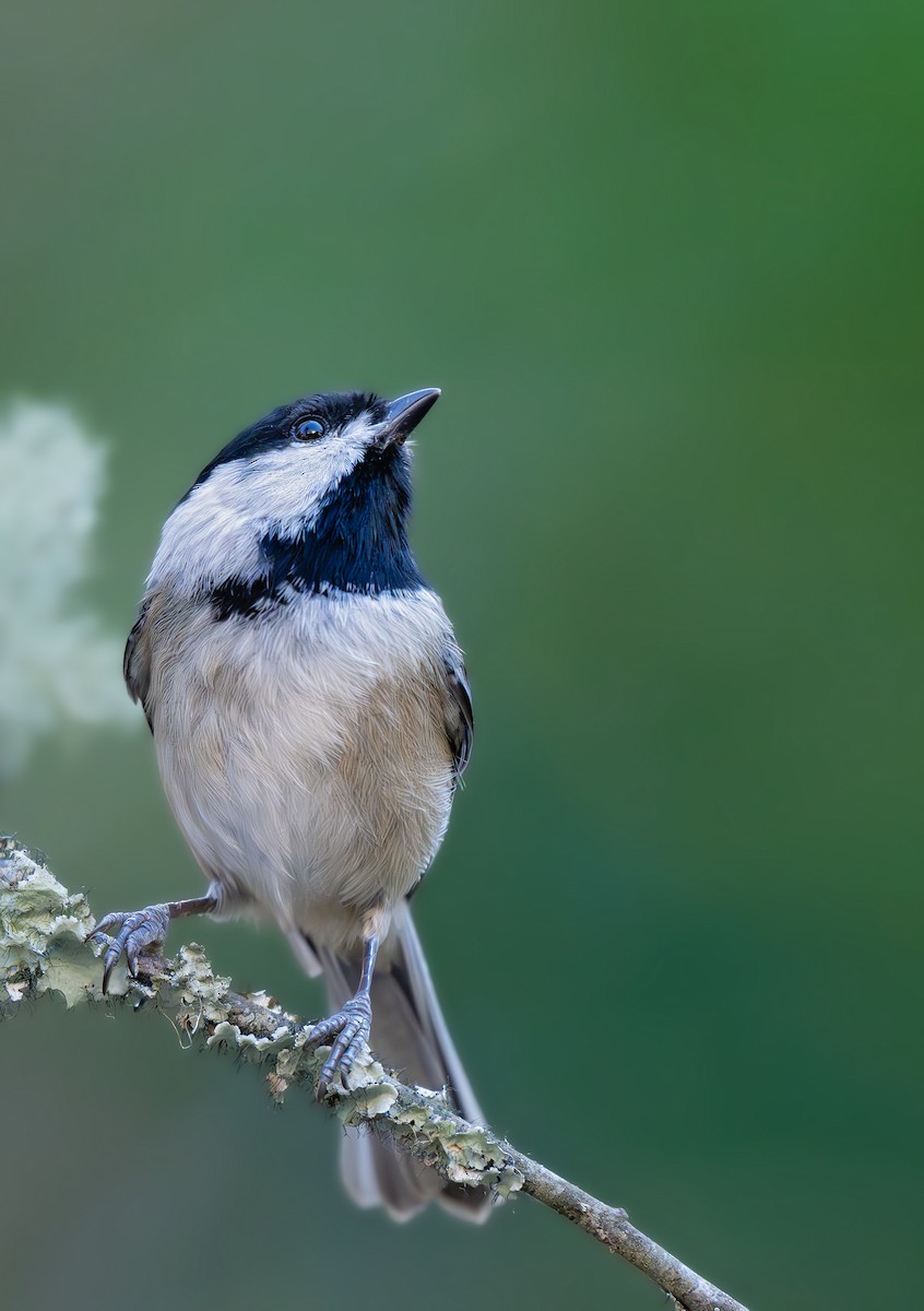 Гаїчка каролінська - ML644772709