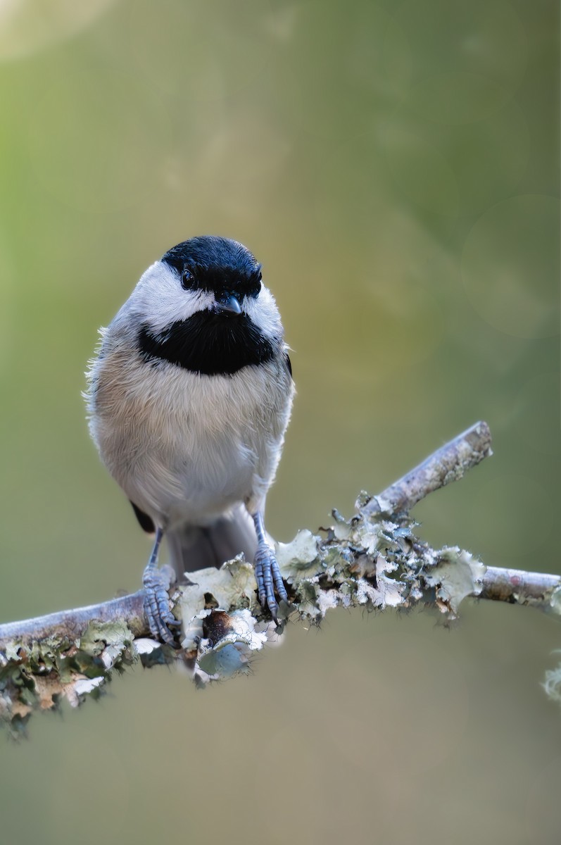 Гаїчка каролінська - ML644772710