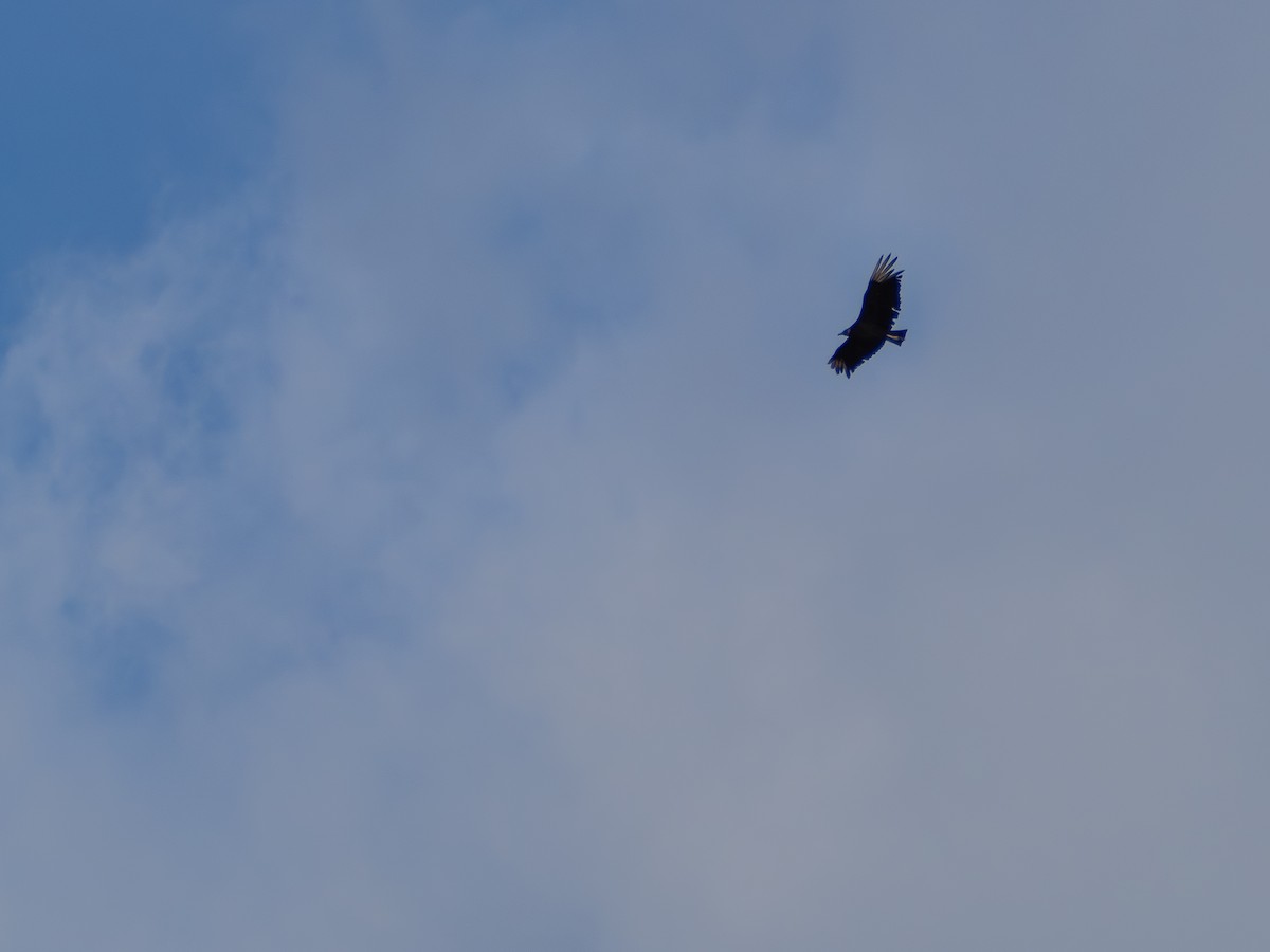 Катарта чорна - ML644772715