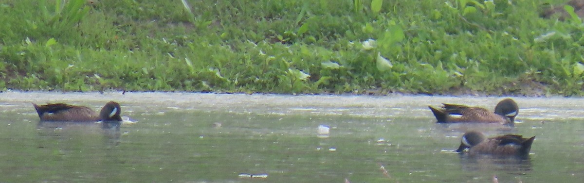 ミカヅキシマアジ - ML644772716