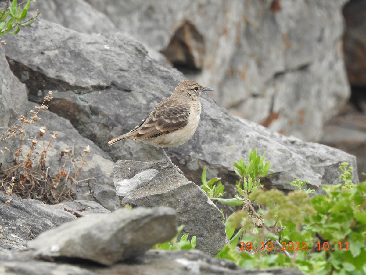 Thick-billed Miner - ML644772719