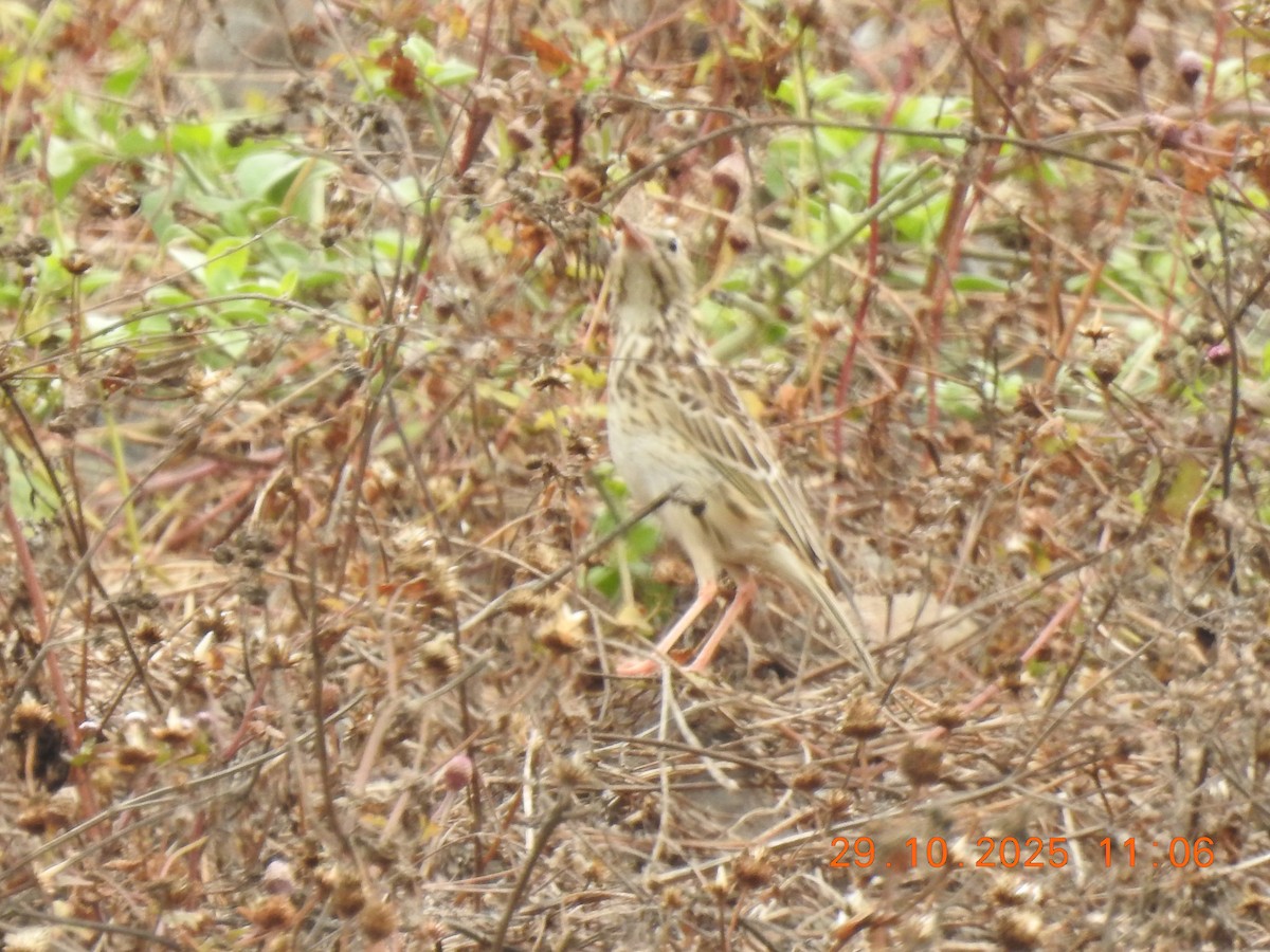 perupiplerke - ML644772734