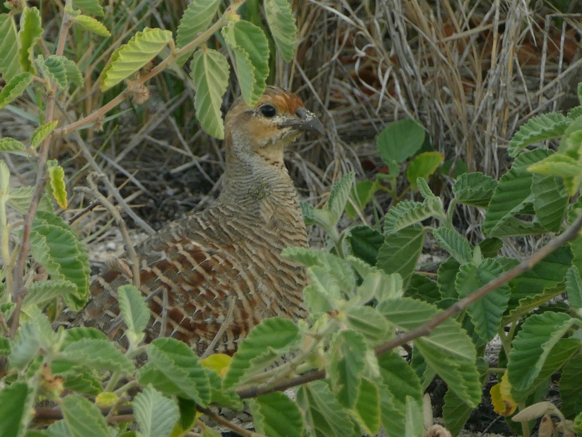 Gray Francolin - ML644772747