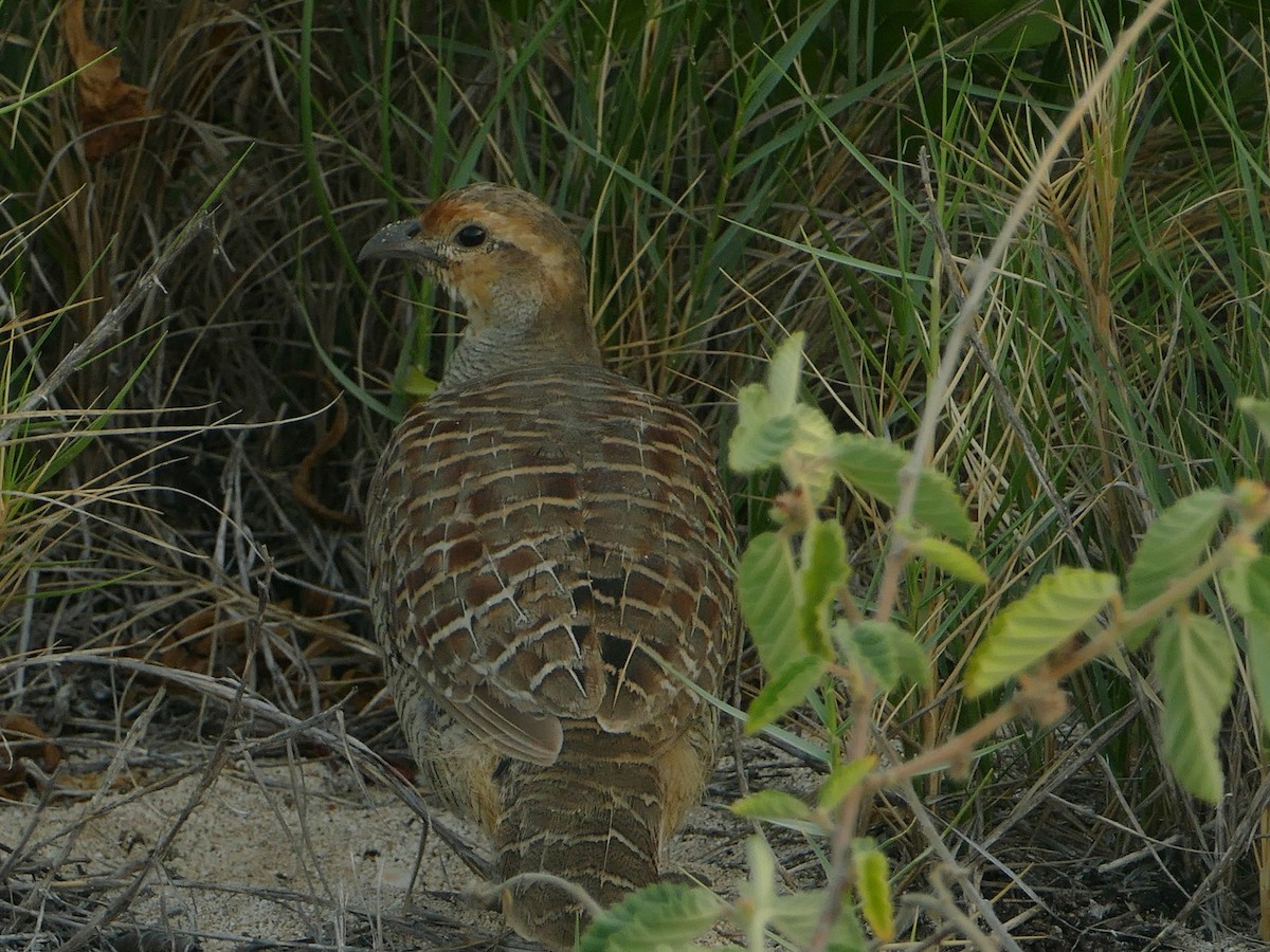 Gray Francolin - ML644772748