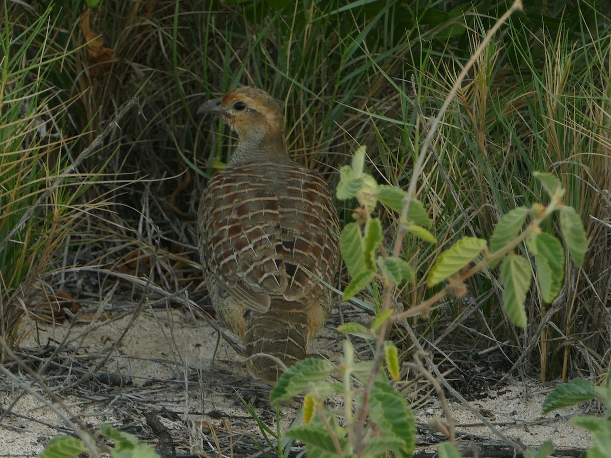 Gray Francolin - ML644772749