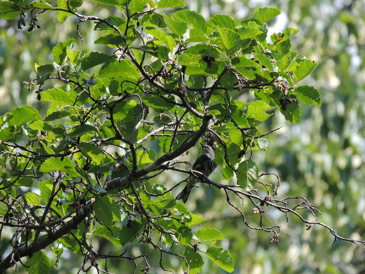 Yellow-rumped Warbler (Myrtle) - ML644772754