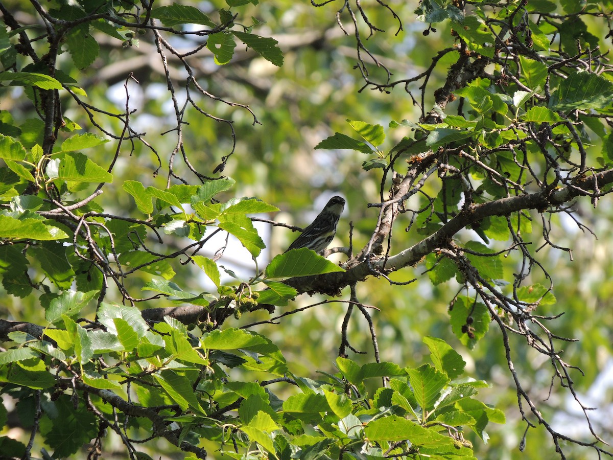 Yellow-rumped Warbler (Myrtle) - ML644772755