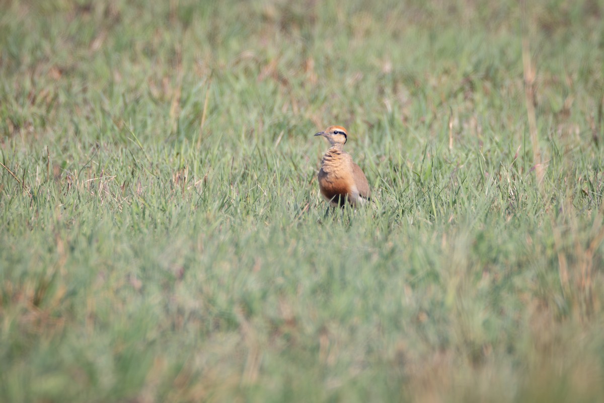 Temminck's Courser - ML644772757