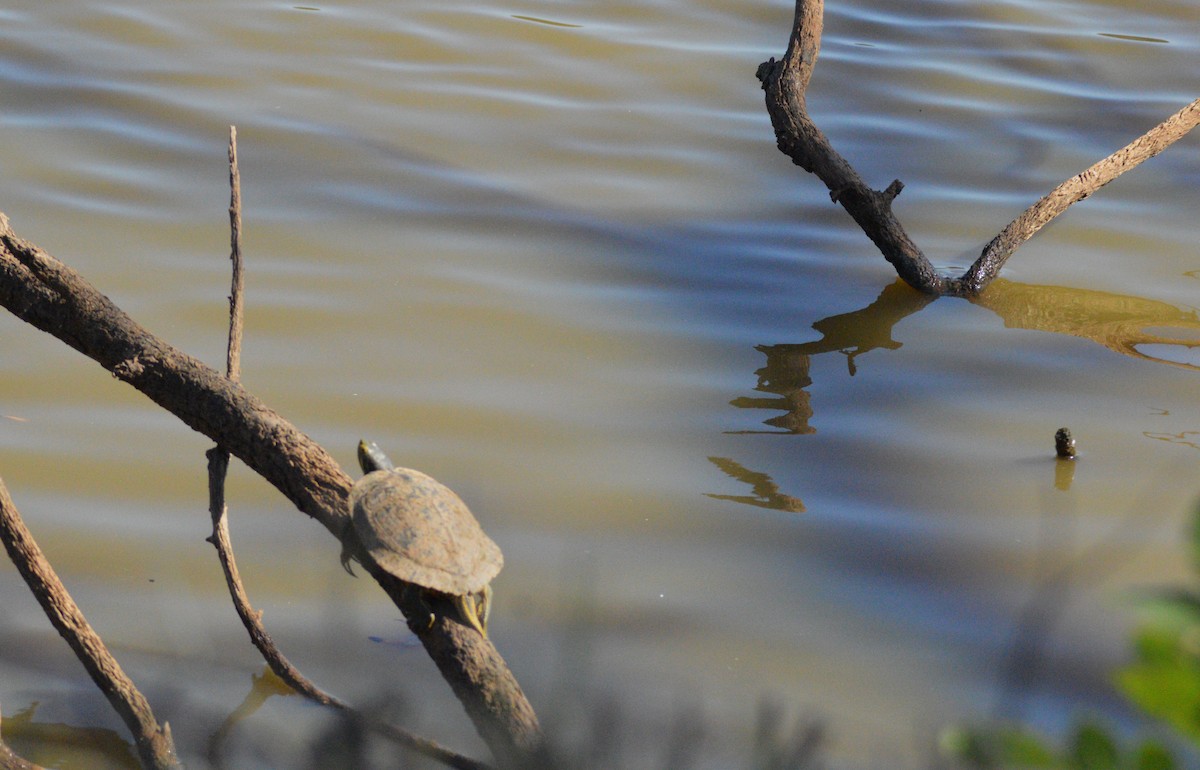 Animals - ML644772758