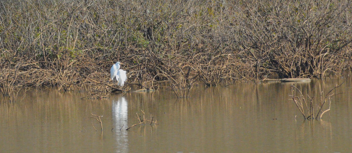 Great Egret - ML644772765